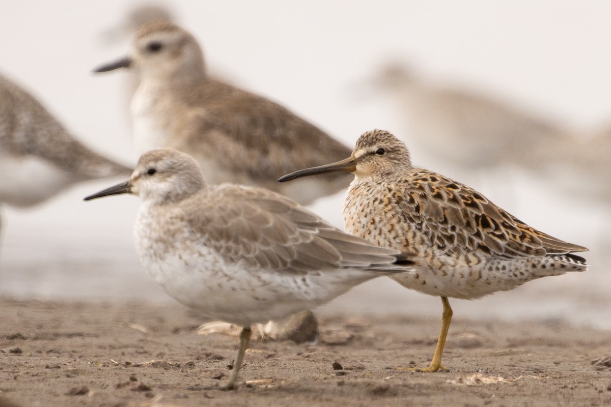 Short-billed Dowitcher - ML616594561