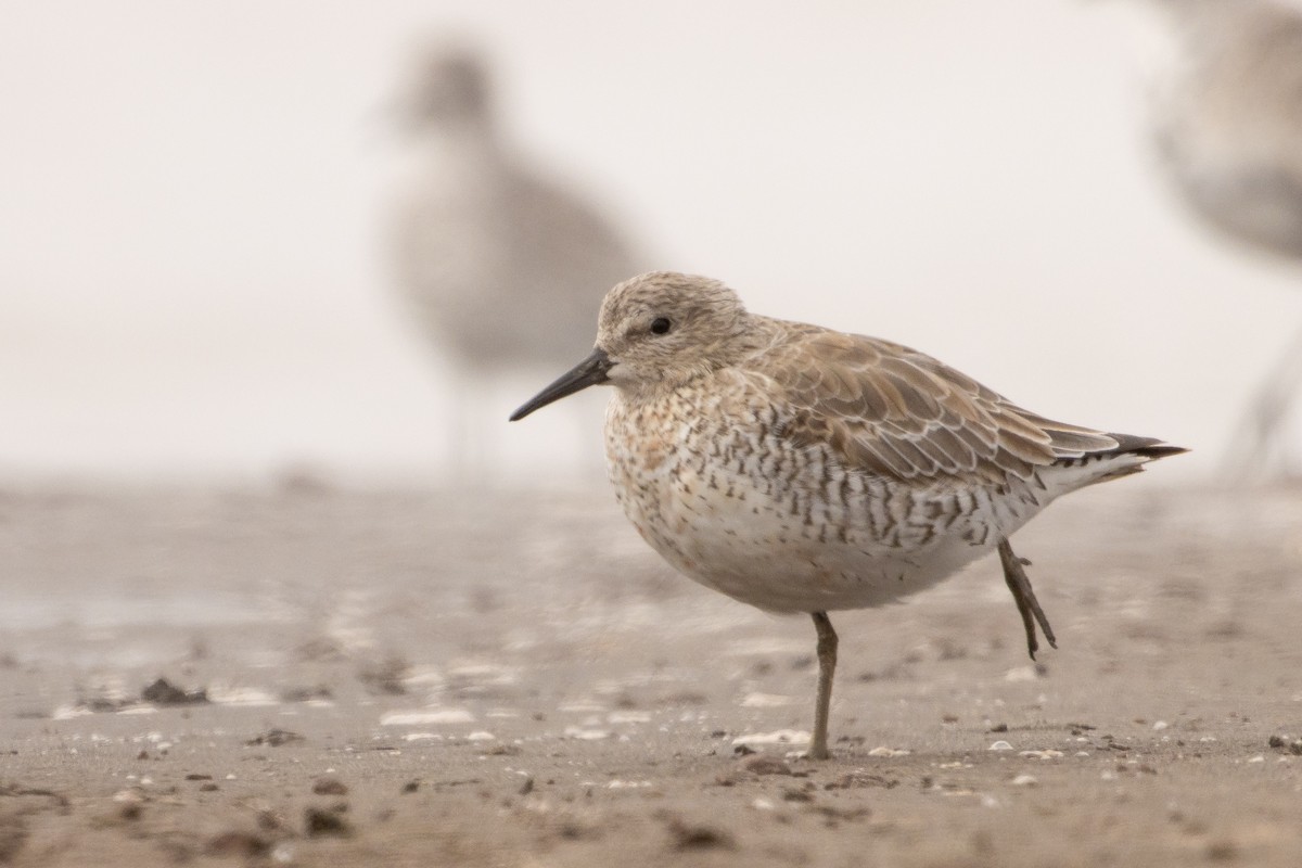 Red Knot - ML616594594