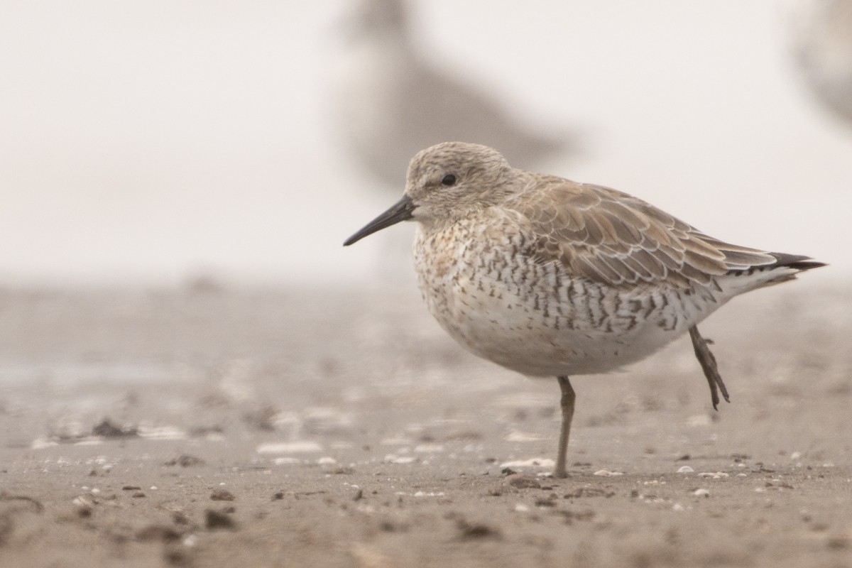 Red Knot - ML616594601