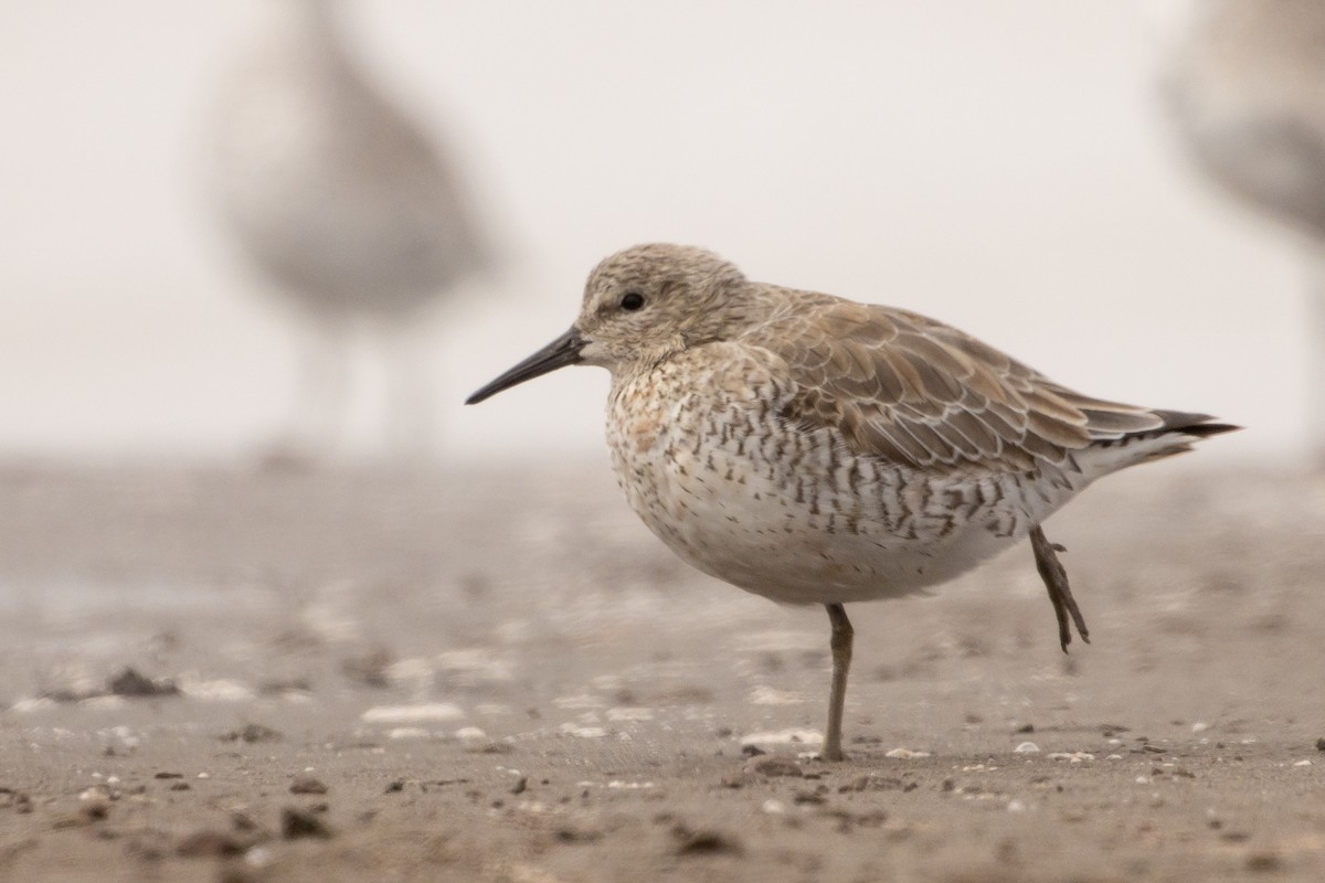 Red Knot - ML616594602