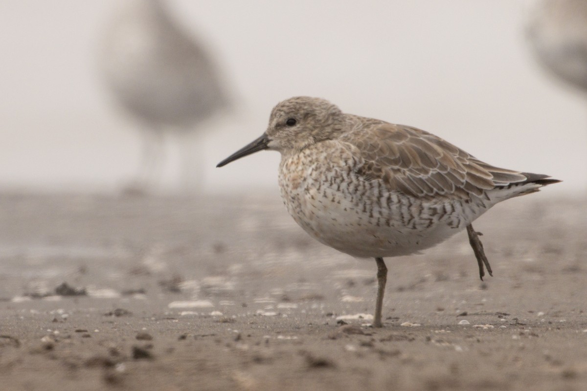 Red Knot - ML616594604