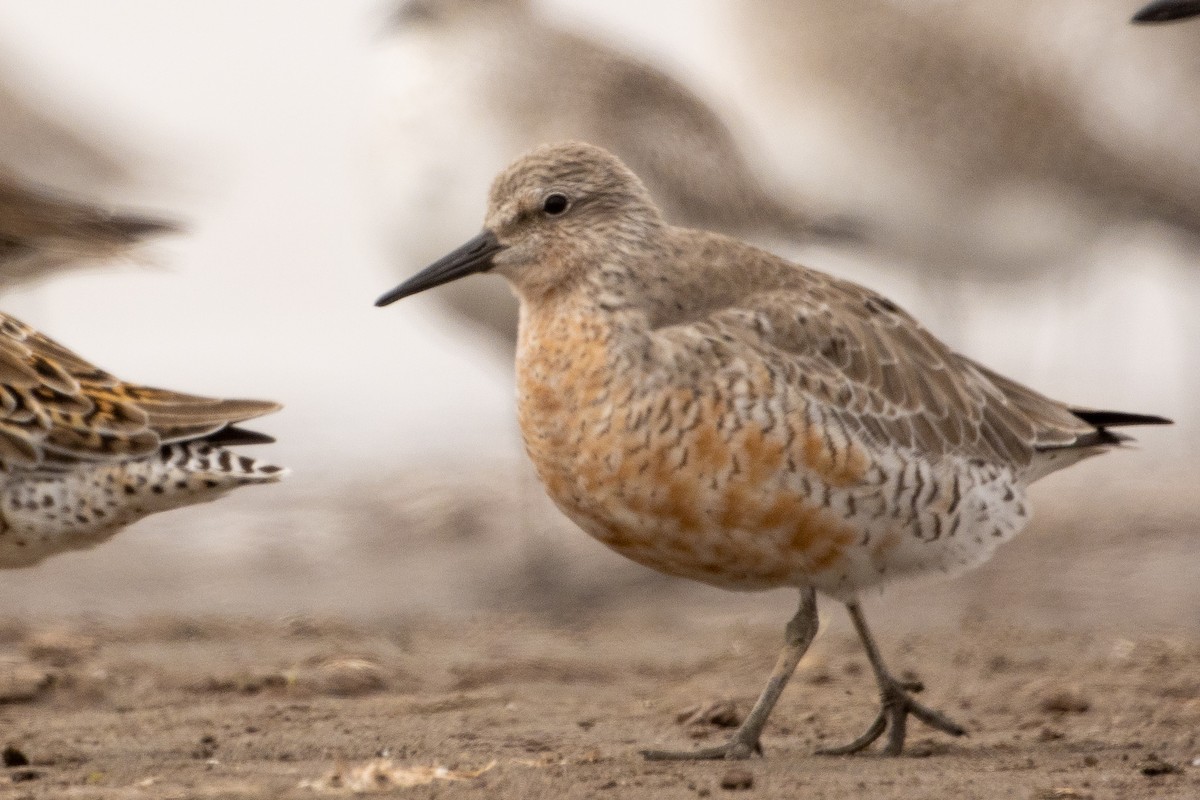 Red Knot - ML616594606