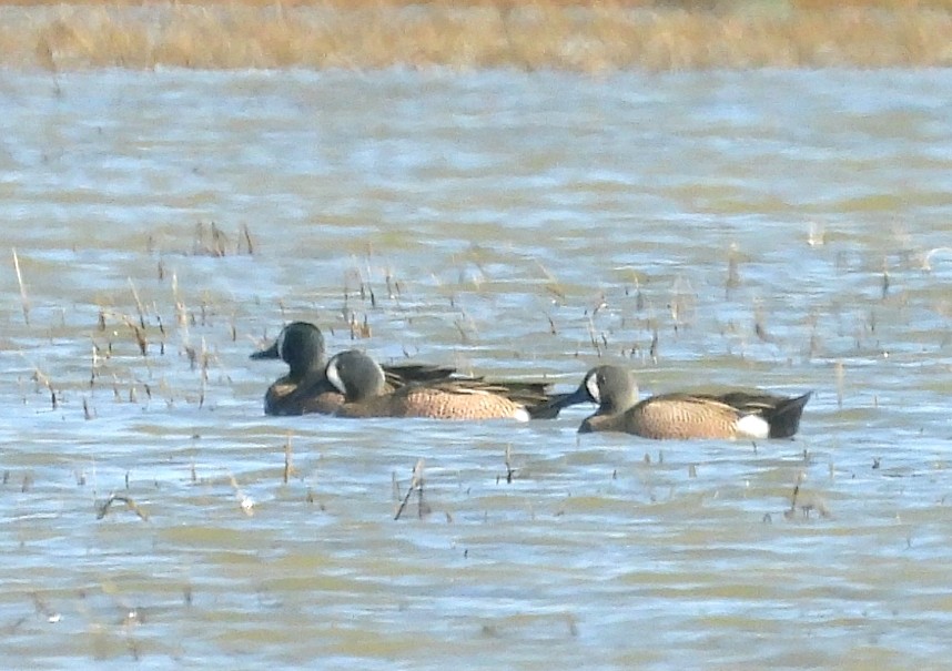 Blue-winged Teal - ML616594638