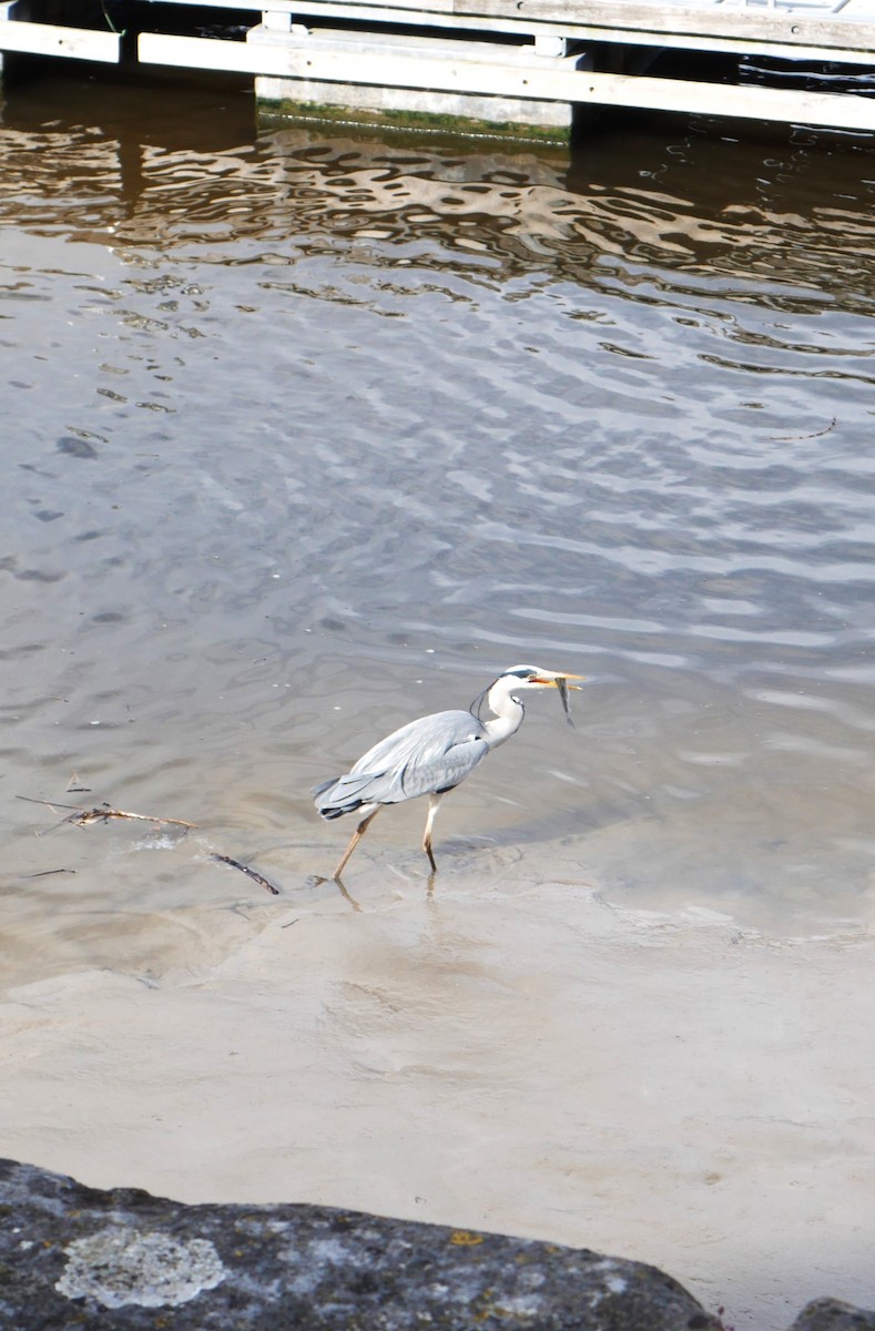 Gray Heron - John M Campbell