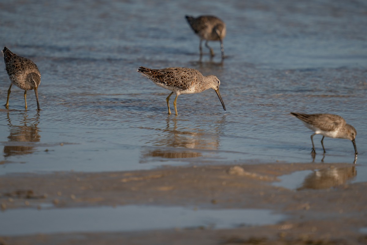 Short-billed Dowitcher - ML616594674