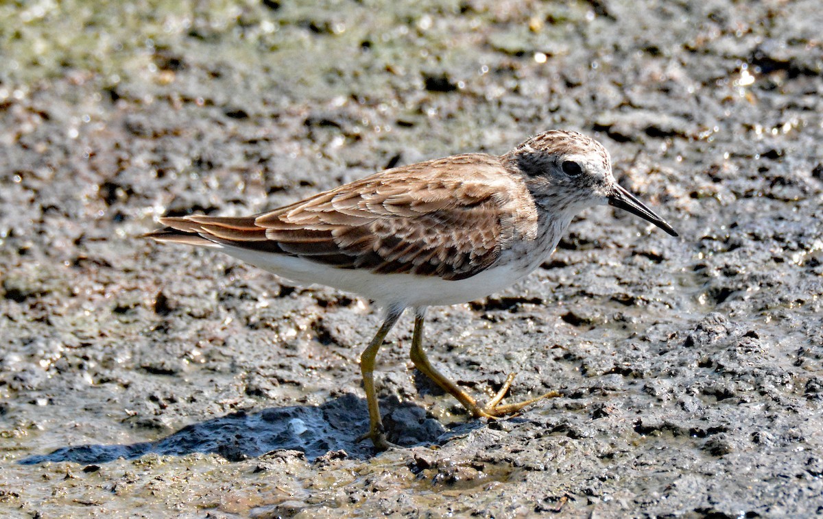 Least Sandpiper - ML616594690