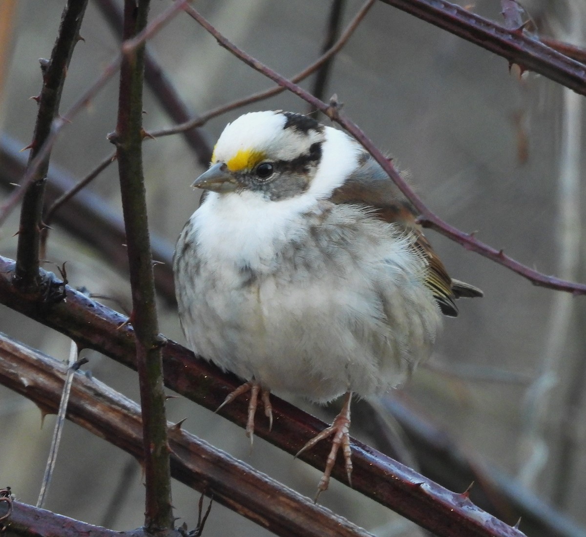 White-throated Sparrow - ML616594819