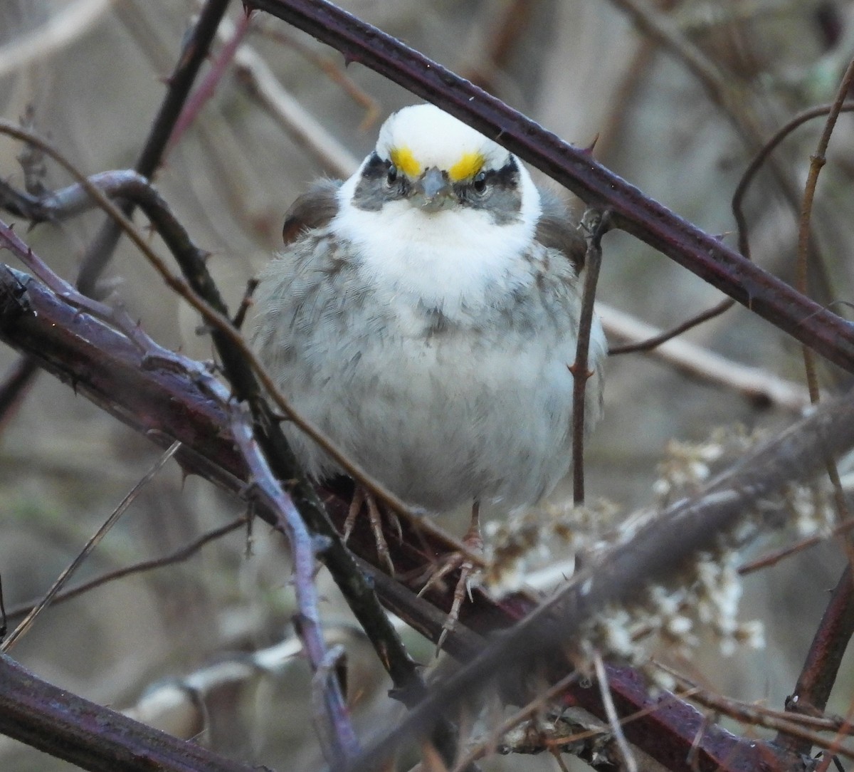White-throated Sparrow - ML616594821
