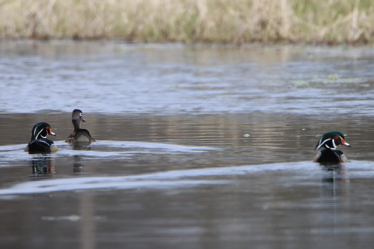 Wood Duck - ML616594826