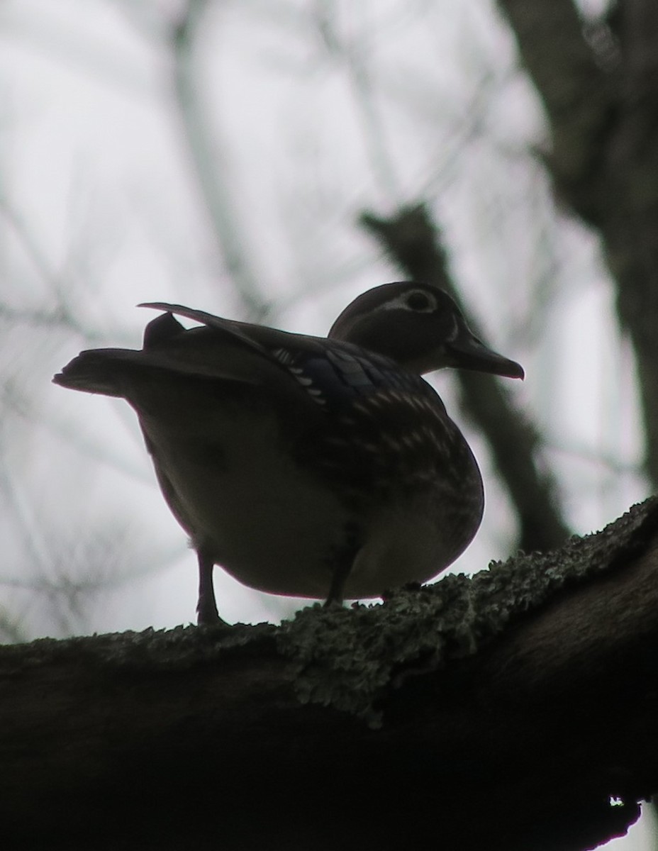 Wood Duck - ML616594868