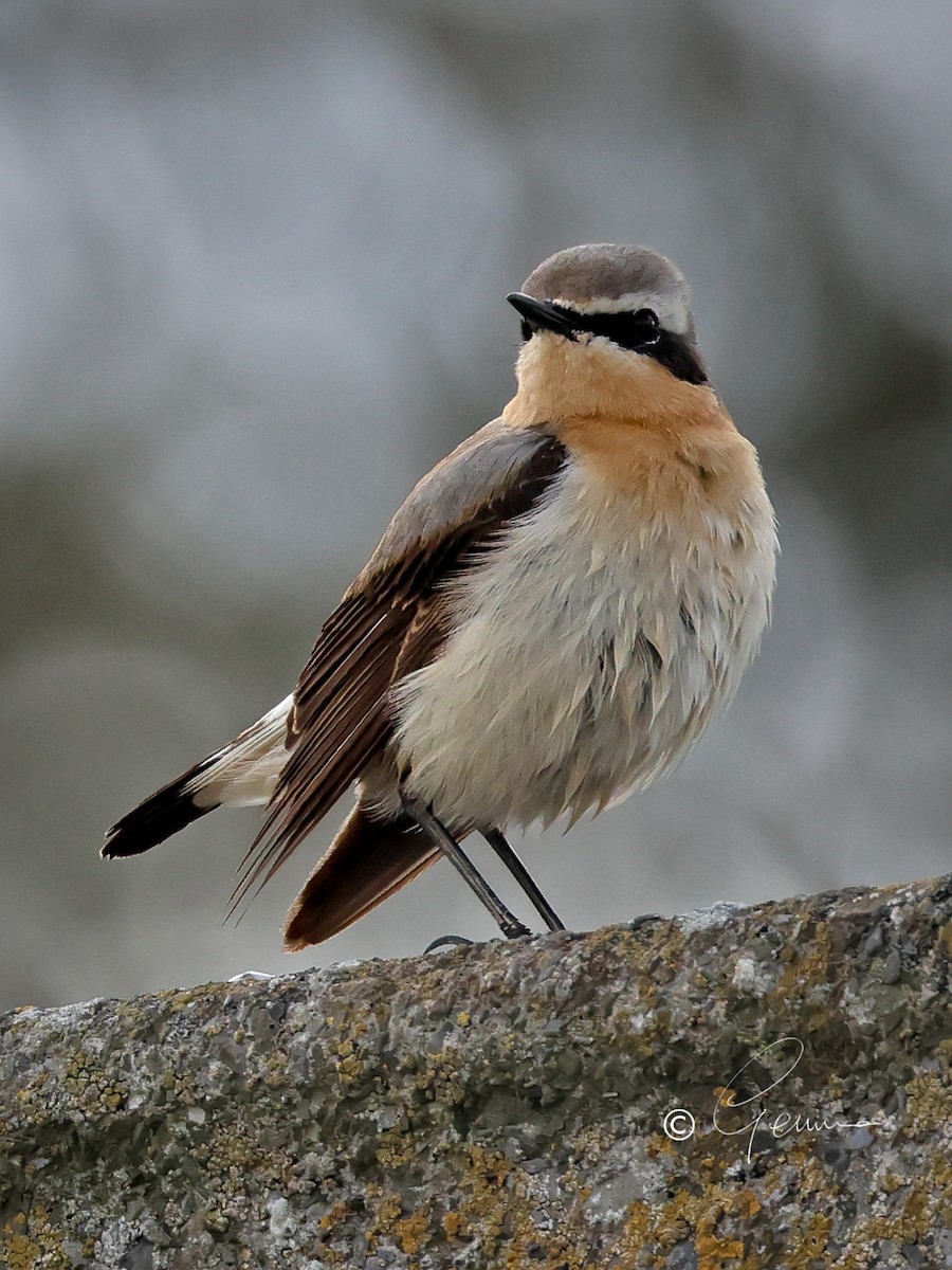 Northern Wheatear - ML616594954