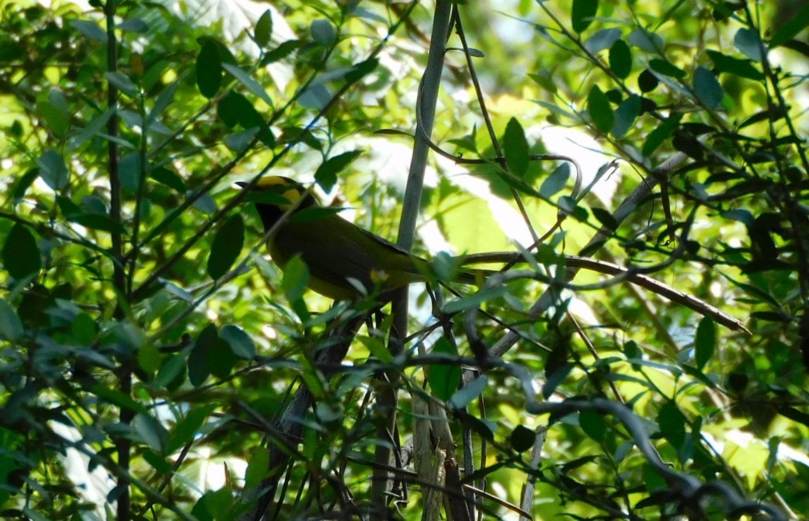 Hooded Warbler - Kathy Rhodes