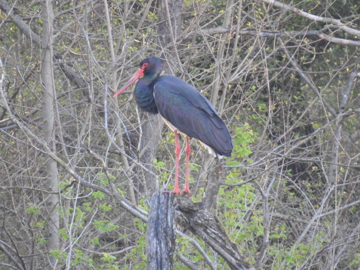 Black Stork - ML616595020