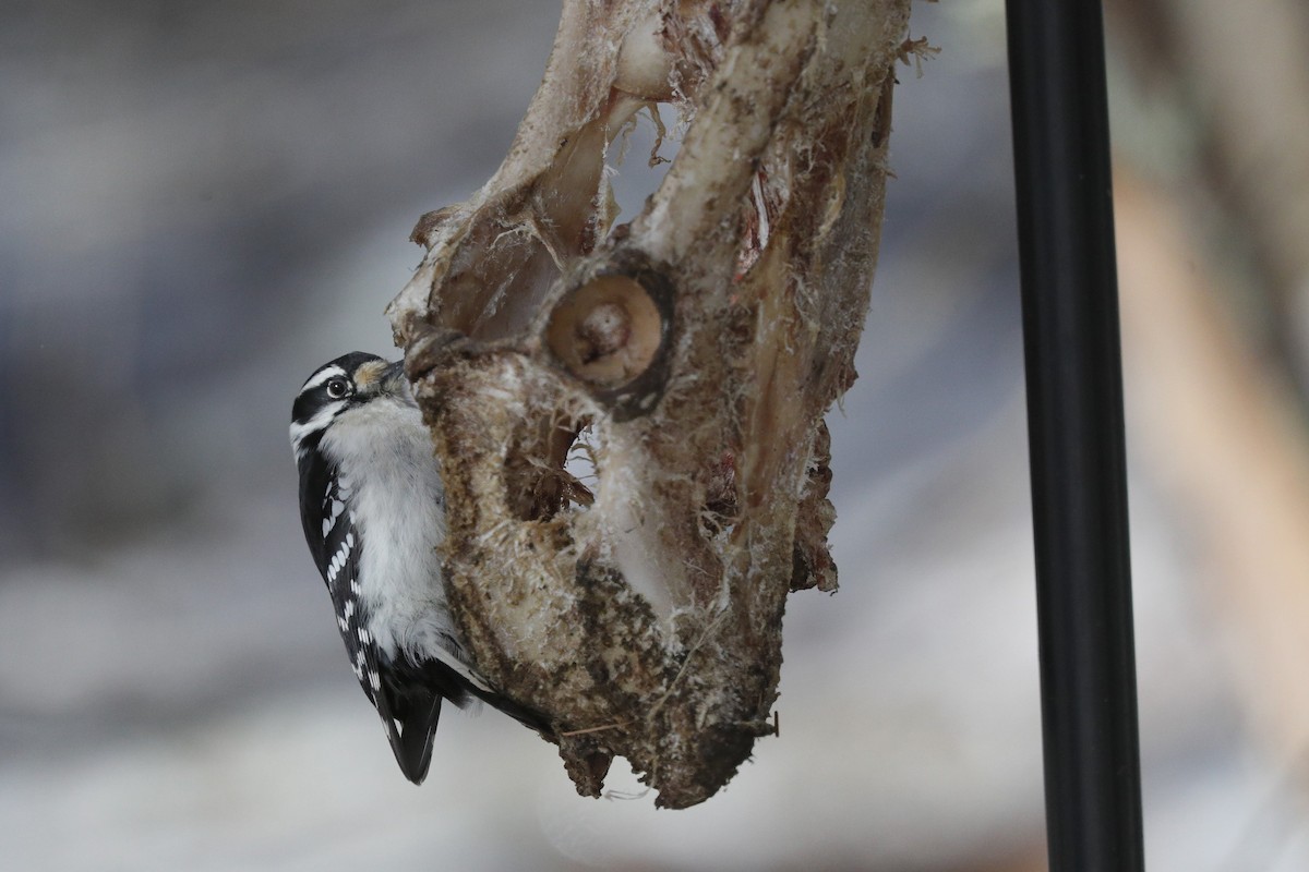 Downy Woodpecker - ML616595038