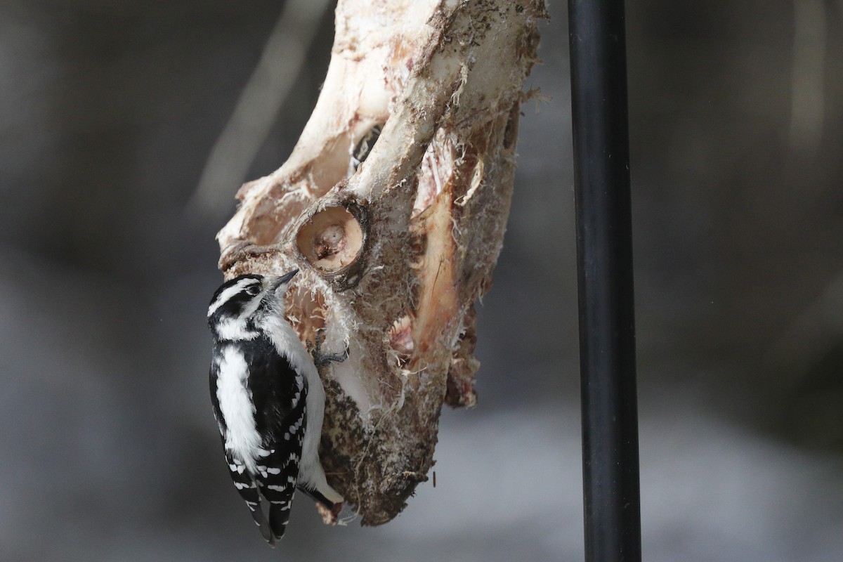 Downy Woodpecker - ML616595043