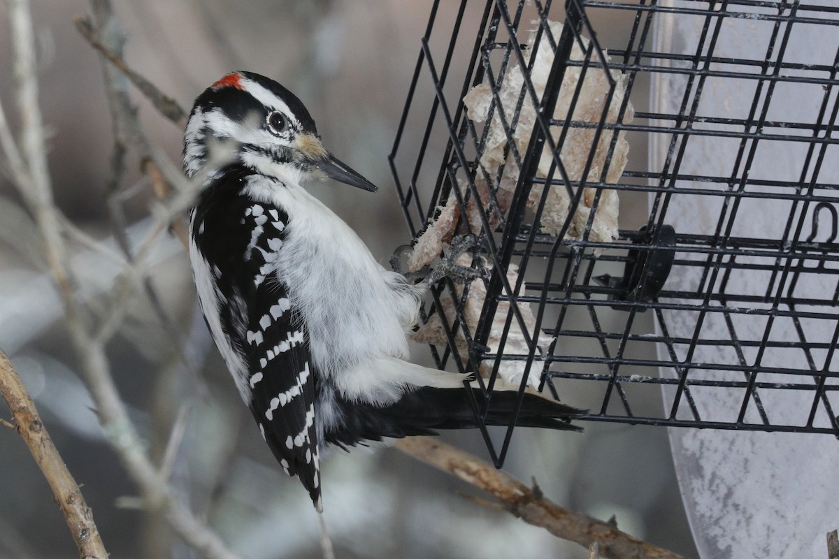 Hairy Woodpecker - ML616595051