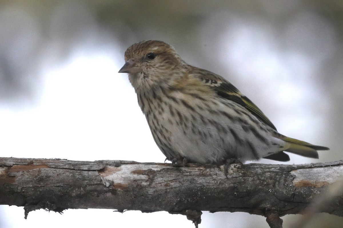 Pine Siskin - ML616595100