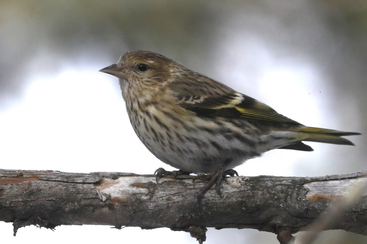 Pine Siskin - ML616595101