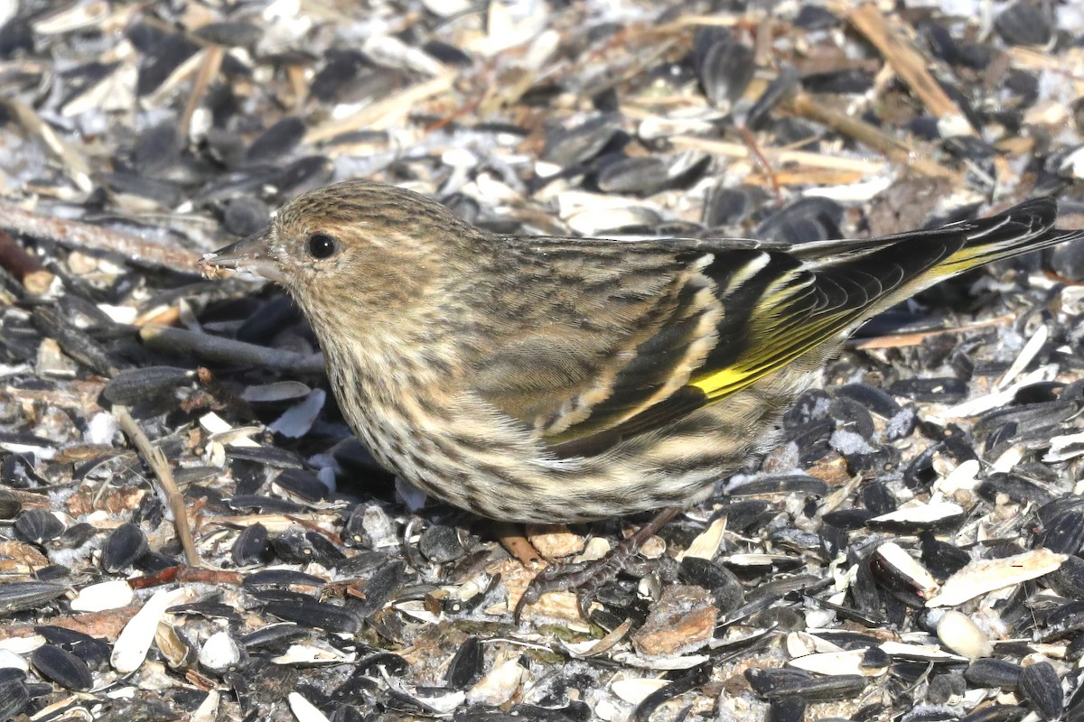 Pine Siskin - ML616595103