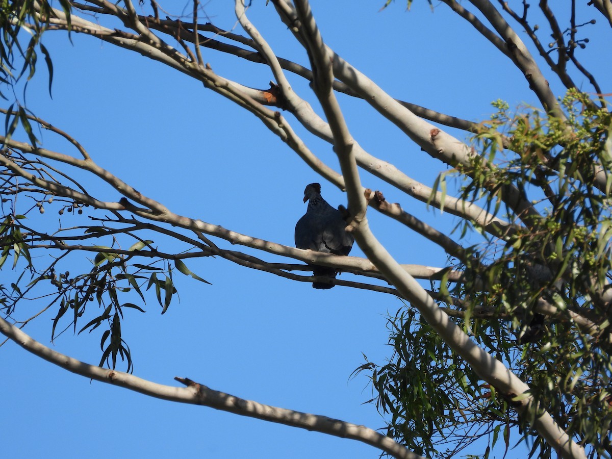 Topknot Pigeon - ML616595145