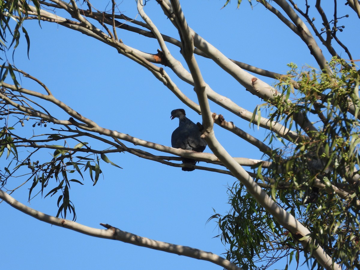 holub australský - ML616595146
