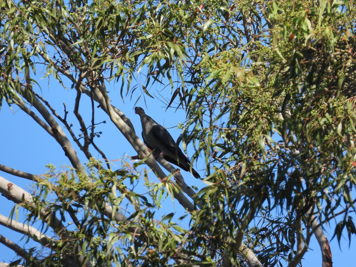 Topknot Pigeon - Greg and Georgie Shaw