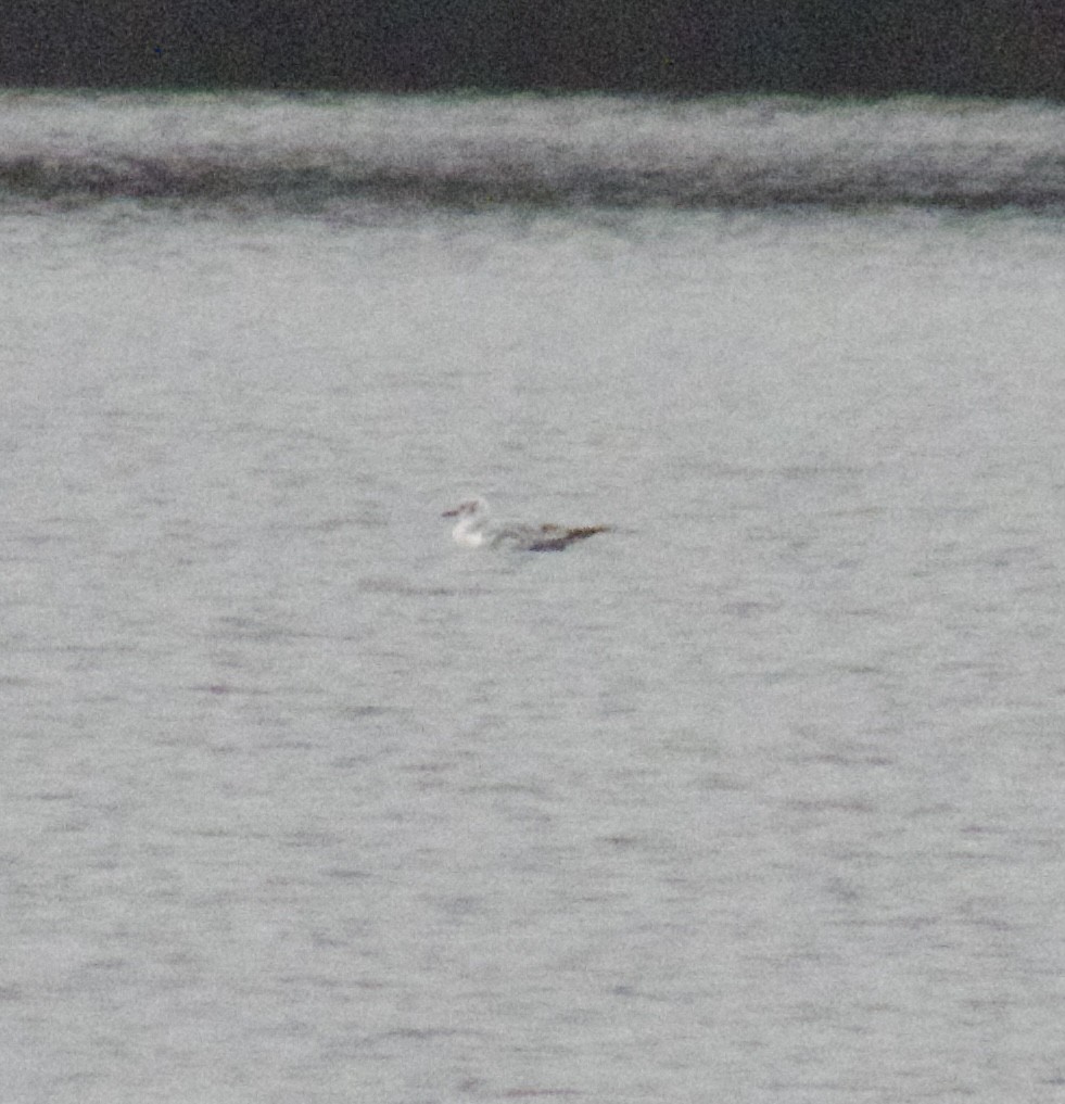 Bonaparte's Gull - ML616595178