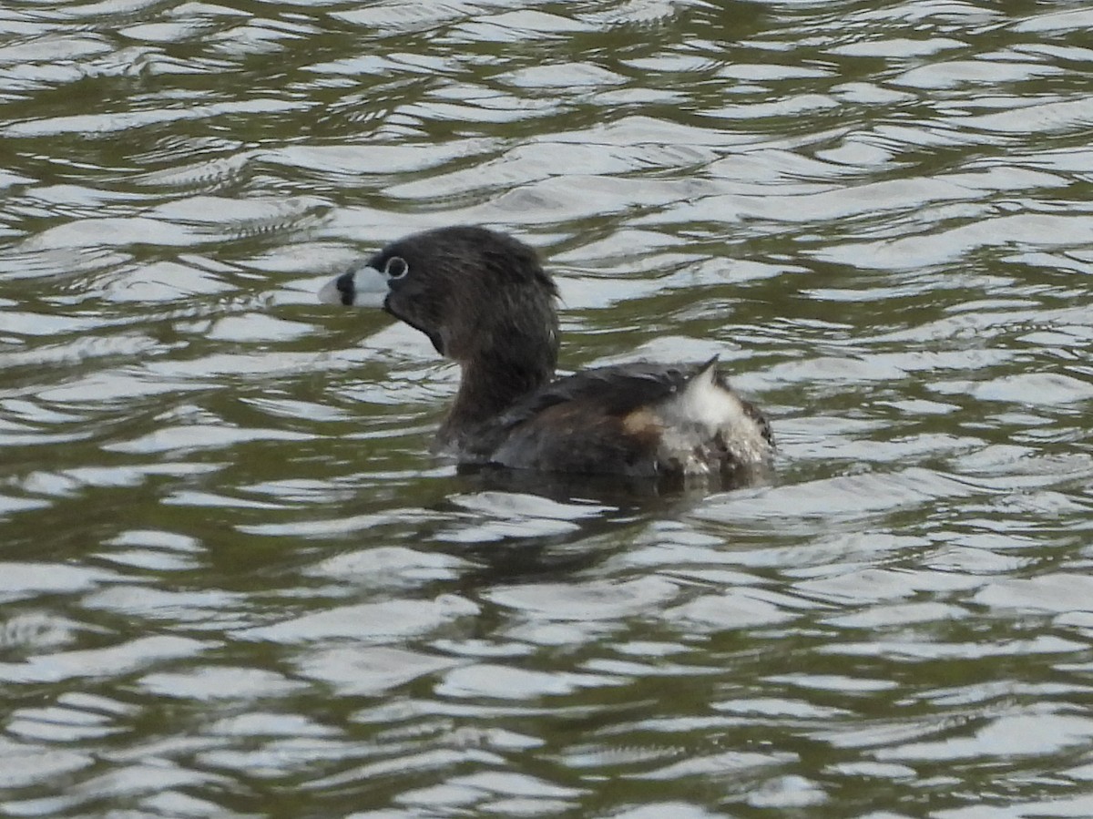 Pied-billed Grebe - Susan Tenney