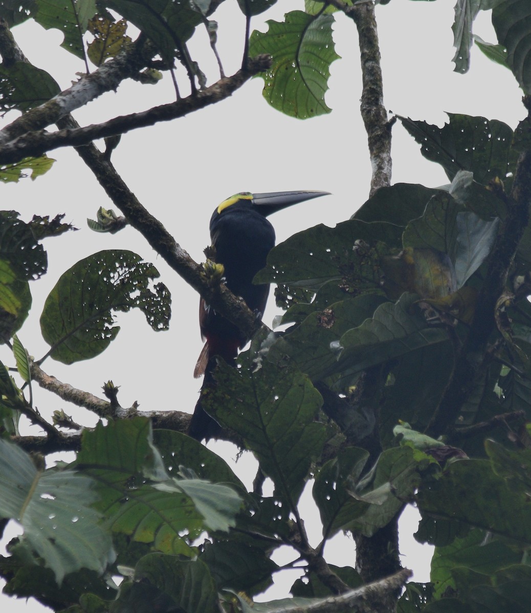 Yellow-eared Toucanet - Danny Bouchard