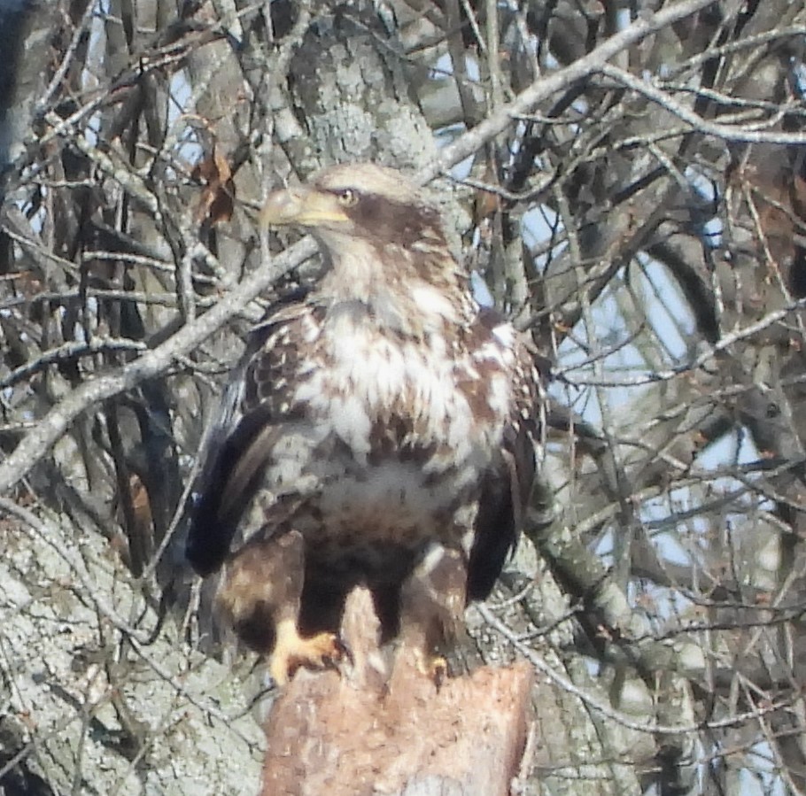 Bald Eagle - ML616595283