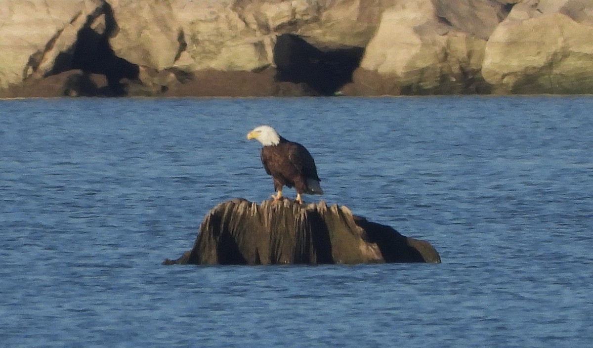 Bald Eagle - ML616595284