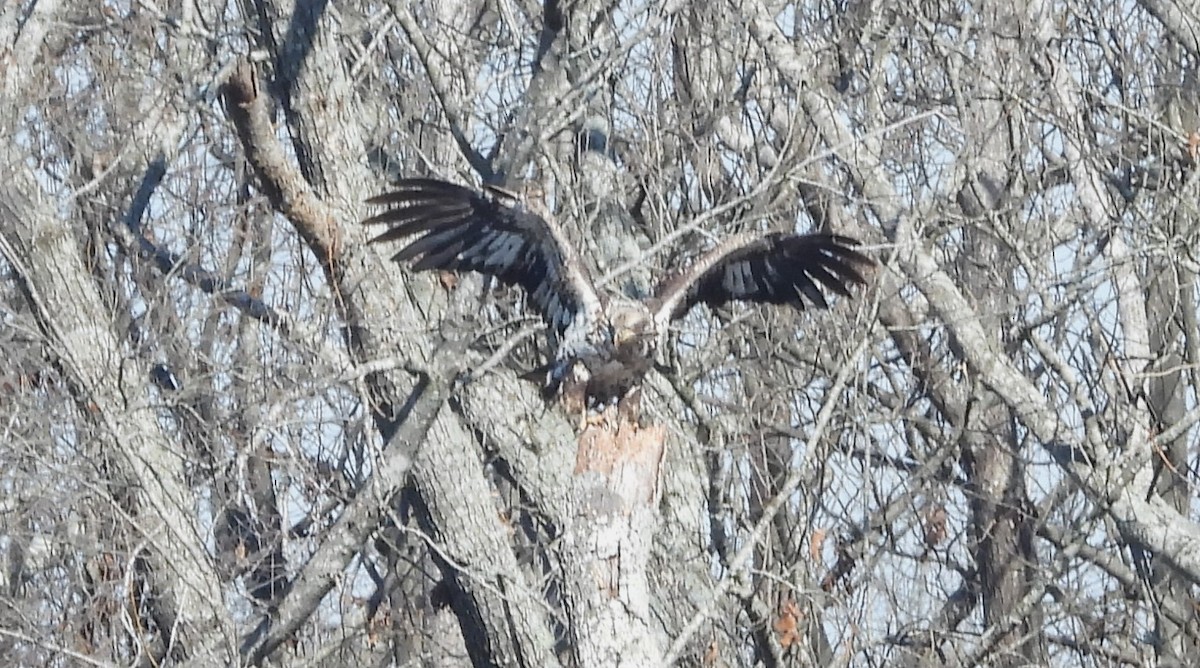 Bald Eagle - William Galloway