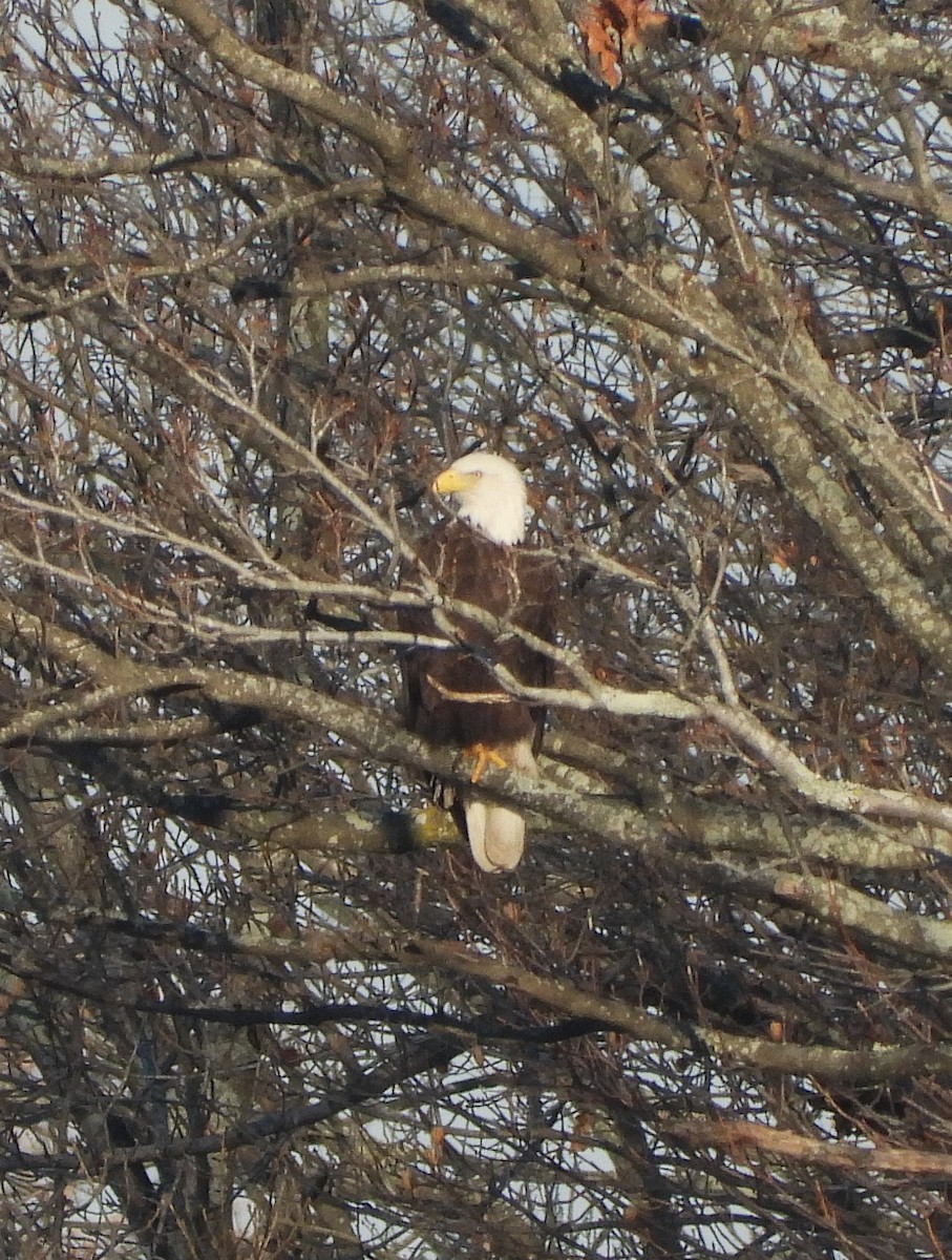 Bald Eagle - ML616595287