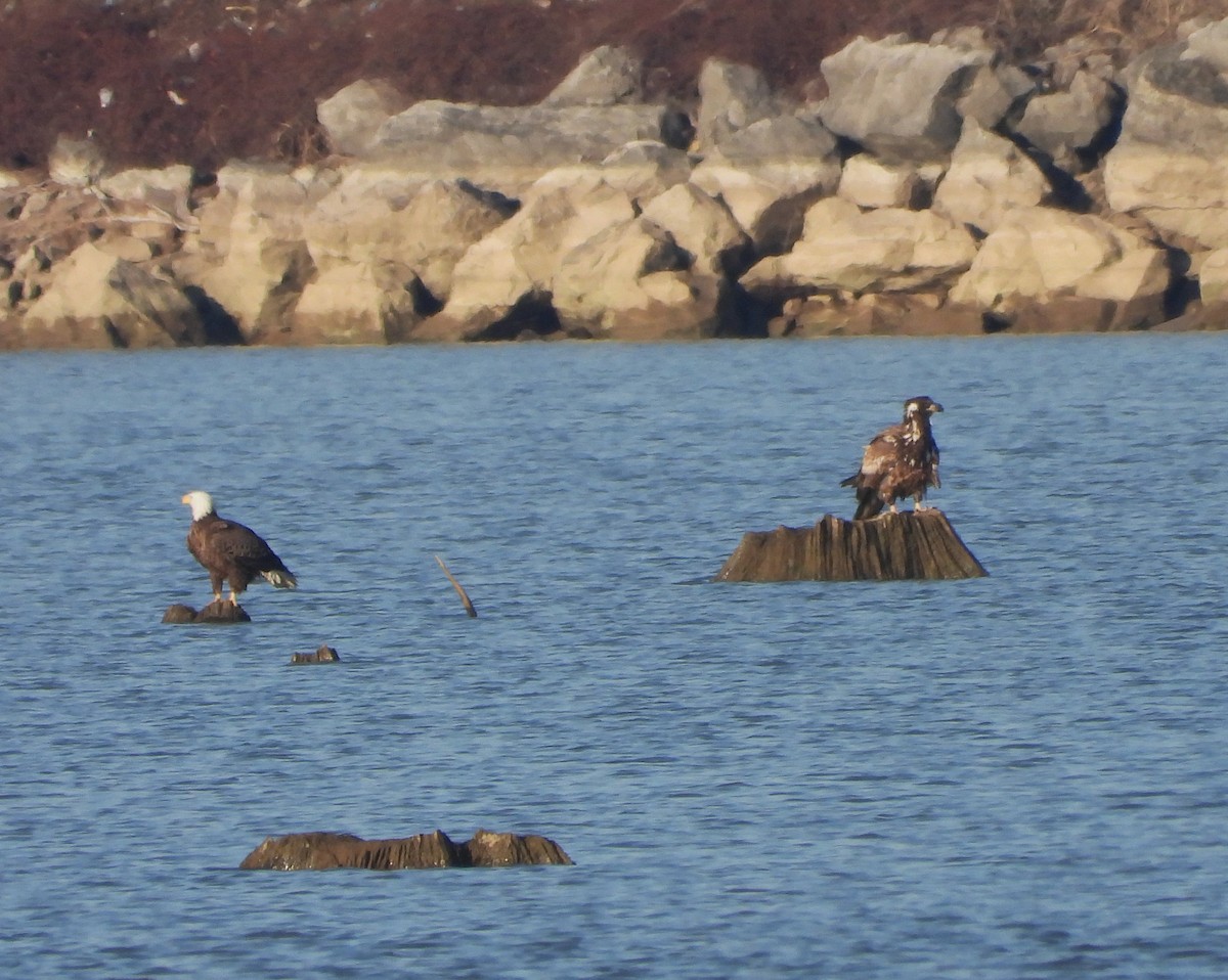 Bald Eagle - ML616595288