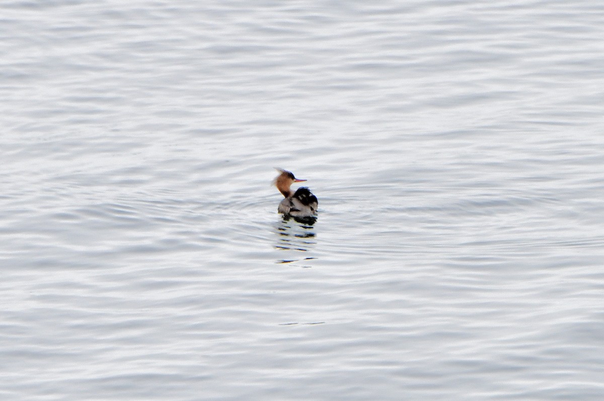 Red-breasted Merganser - ML616595294