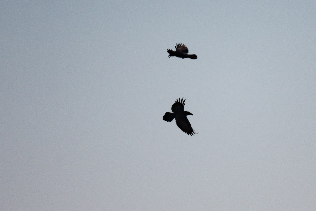 Common Raven - ML616595295