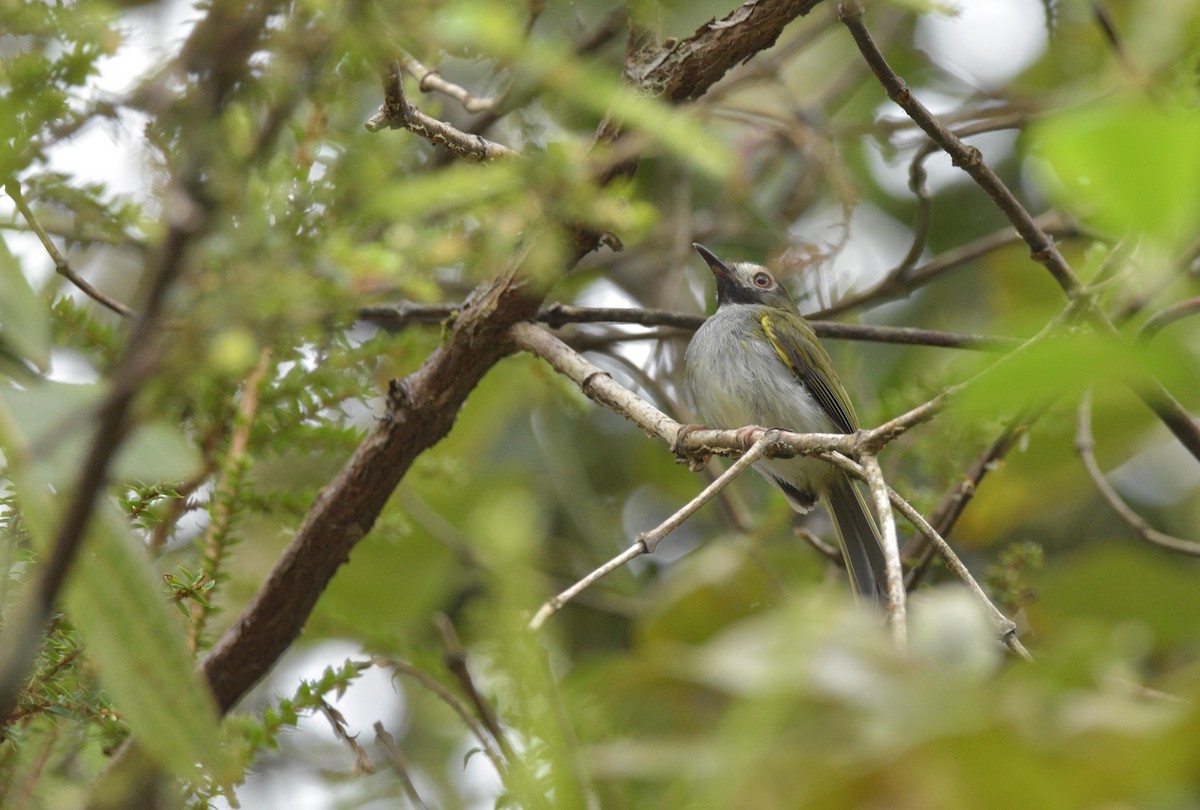 Black-throated Tody-Tyrant - ML616595392