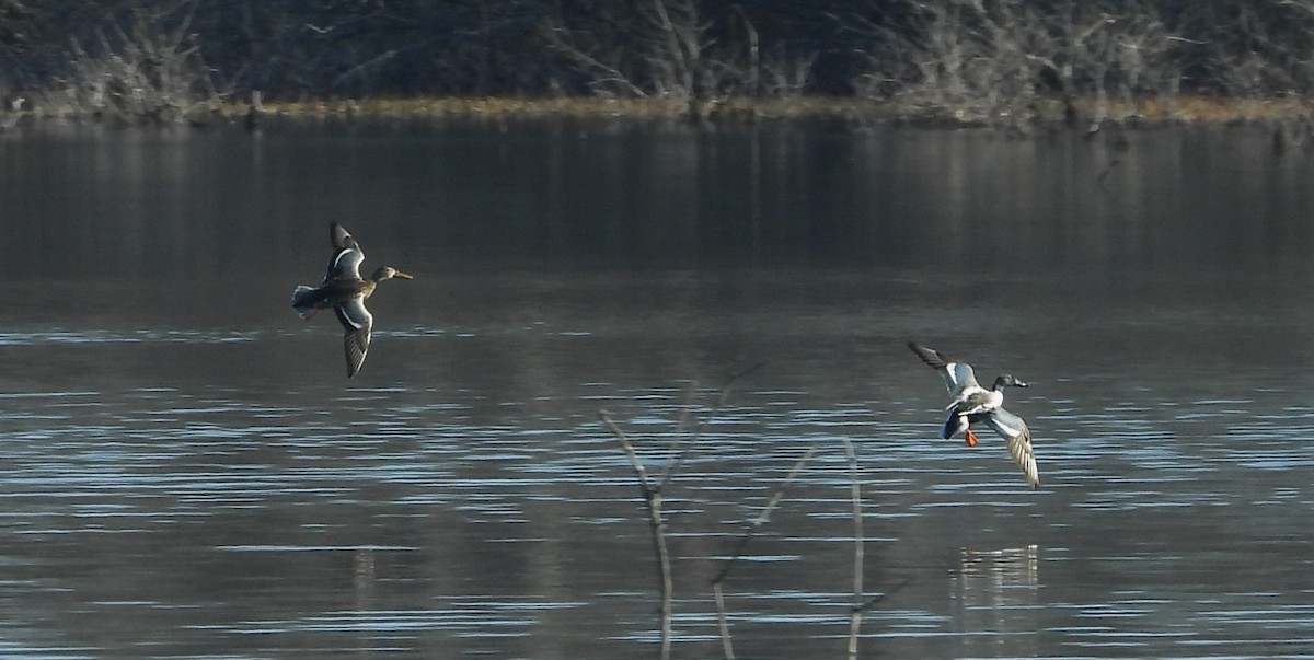 Northern Shoveler - ML616595396