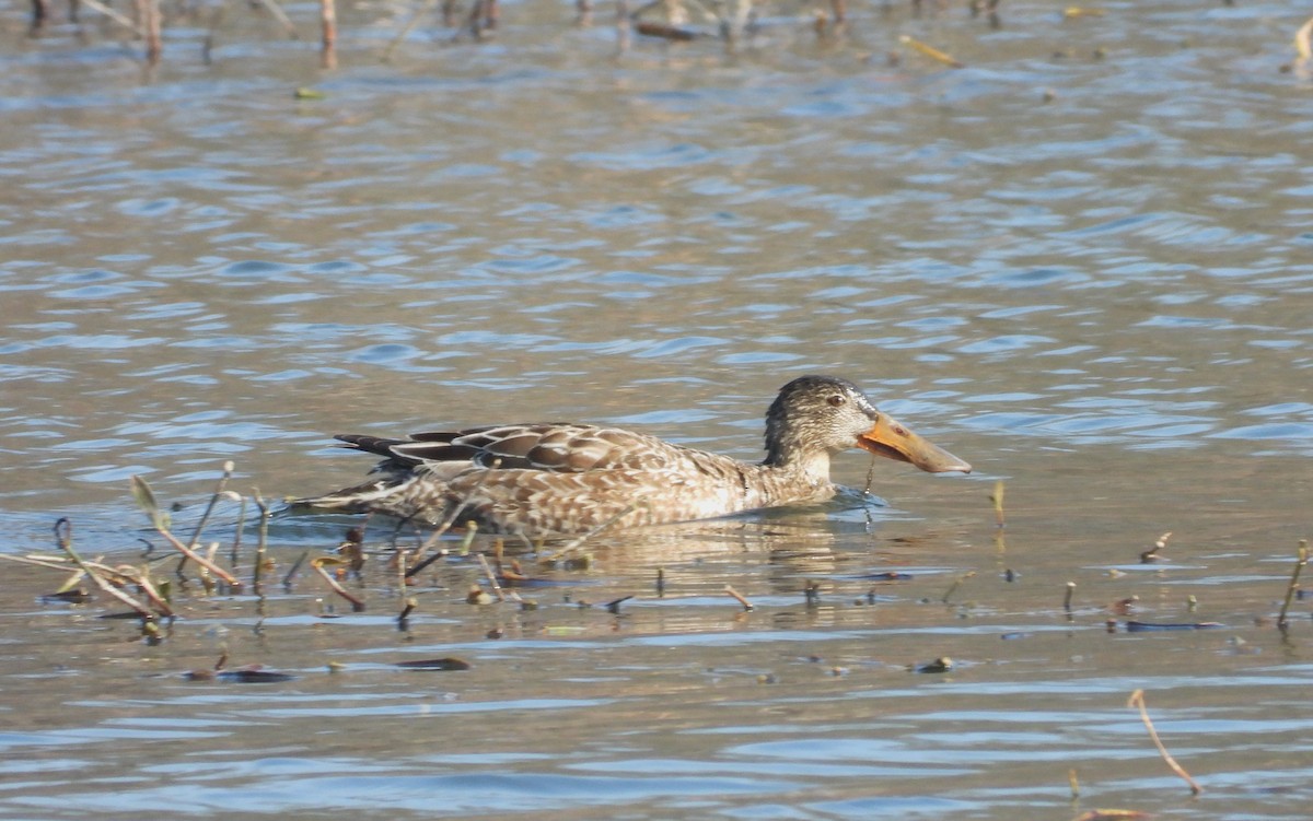 Northern Shoveler - ML616595397