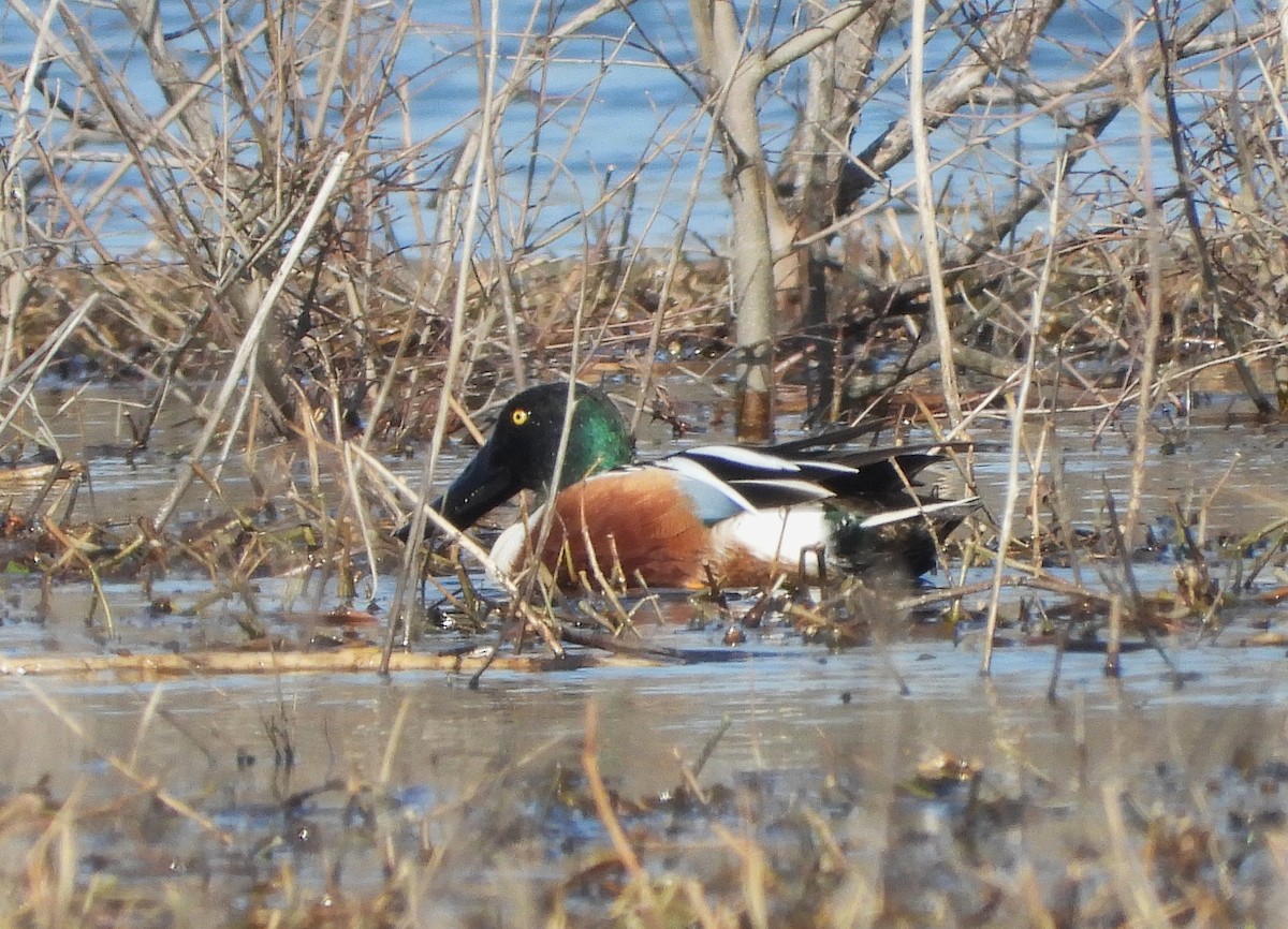 Northern Shoveler - ML616595398