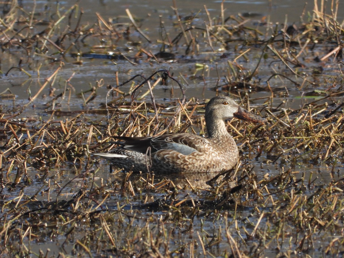 Northern Shoveler - William Galloway