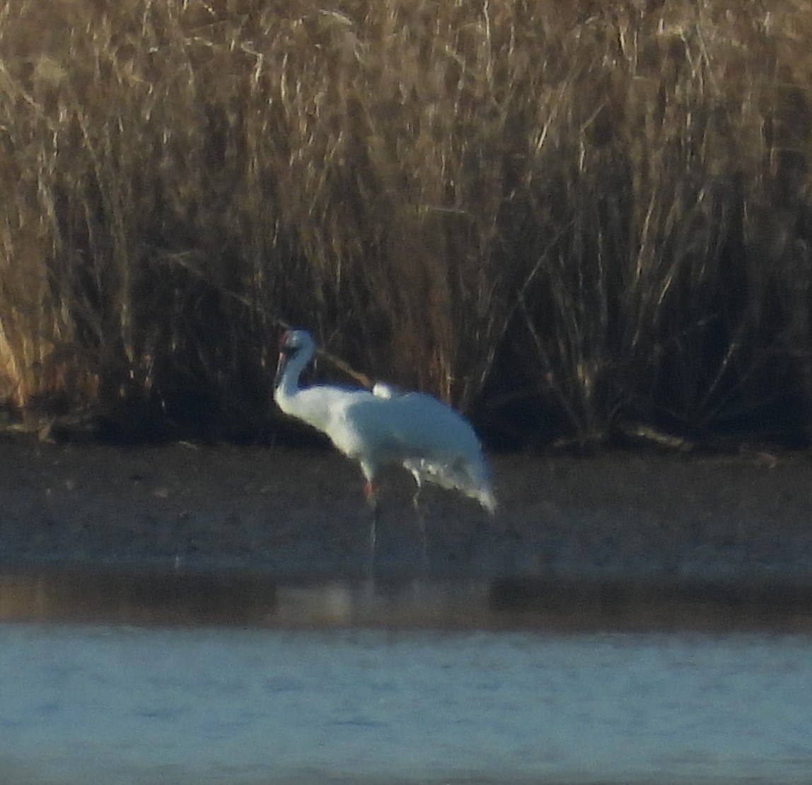 Whooping Crane - William Galloway