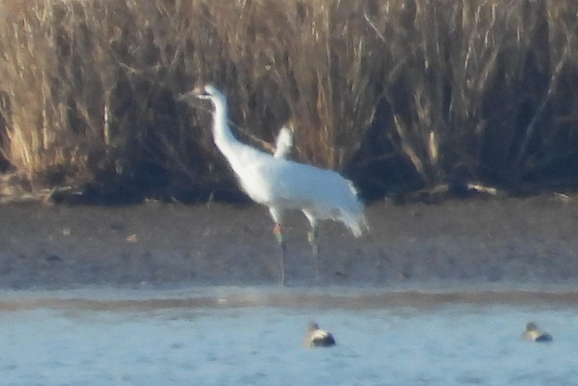 Whooping Crane - ML616595411