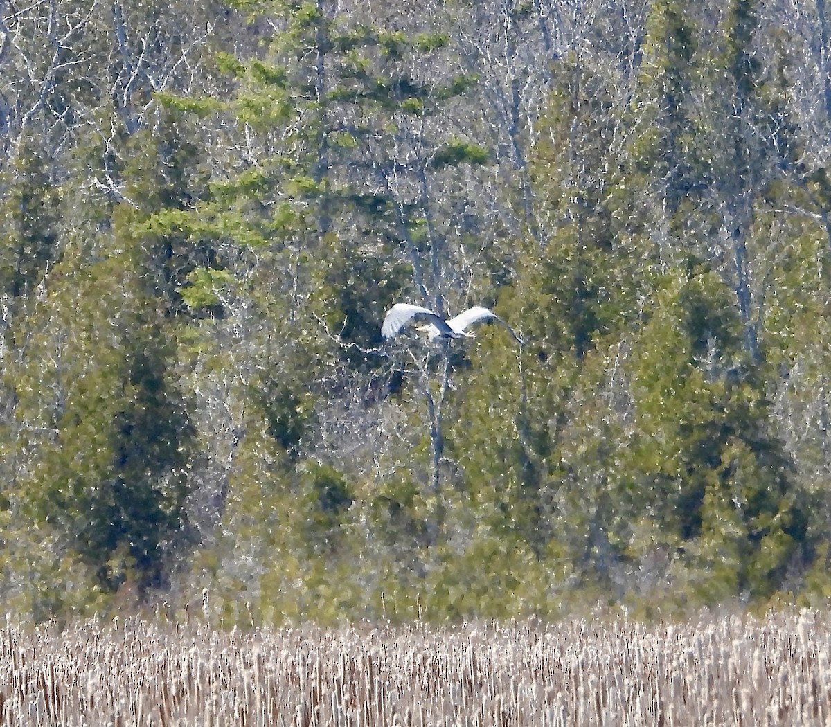 Great Blue Heron - Marilyn Hubley