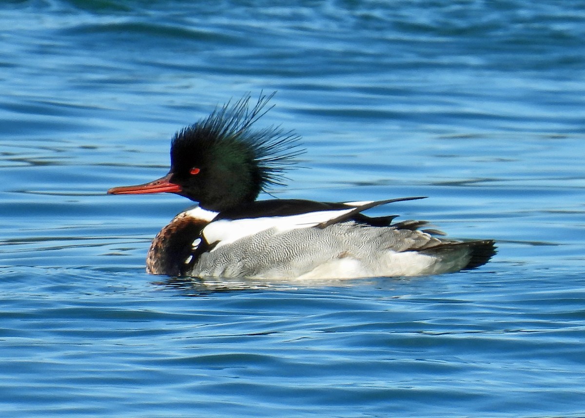 Red-breasted Merganser - ML616595413