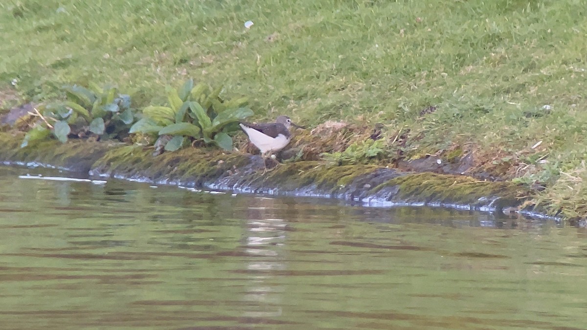 Green Sandpiper - ML616595414