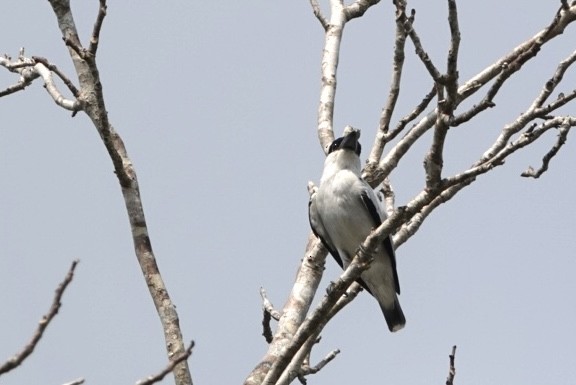 Black-crowned Tityra - ML616595444