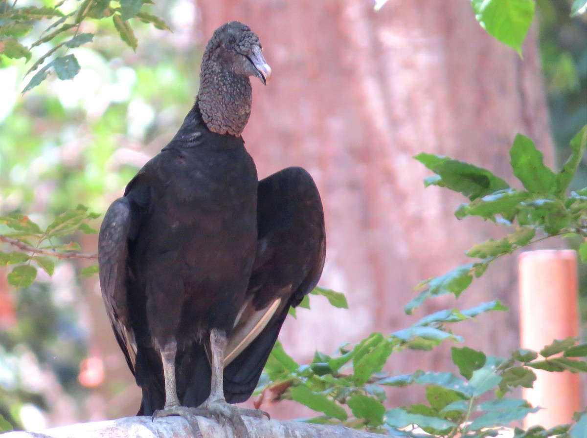 Black Vulture - ML616595458