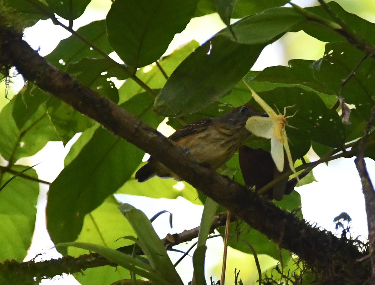 Streak-crowned Antvireo - Jessy Lopez Herra