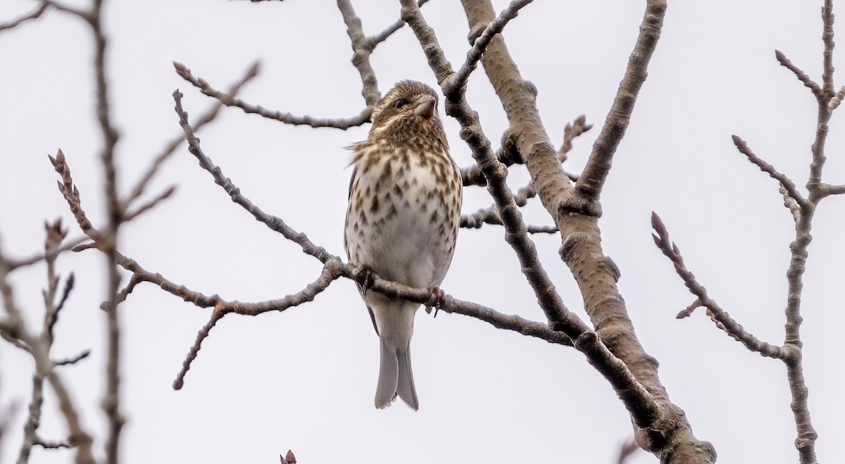 Purple Finch - Jim Carroll